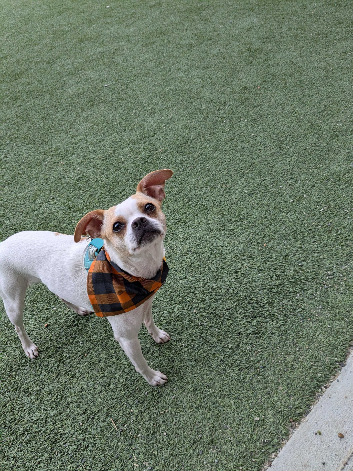 Seasonal Plaid Dog/Pet Bandanas