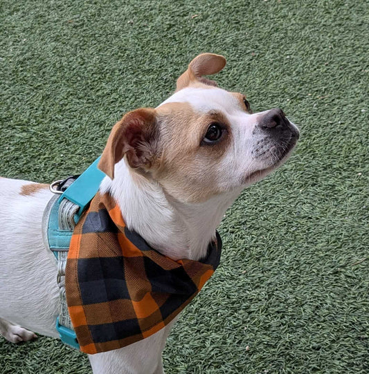 Seasonal Plaid Dog/Pet Bandanas