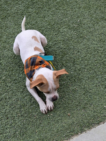 Seasonal Plaid Dog/Pet Bandanas